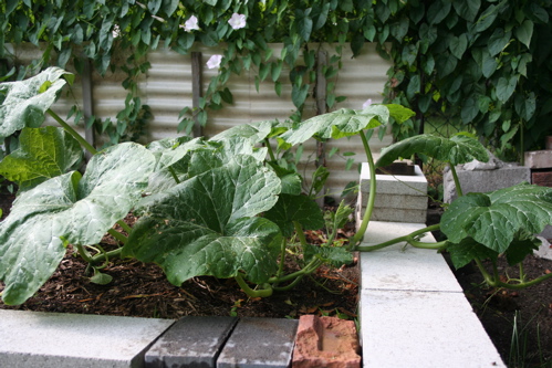 vegetables - like to eat vegetables