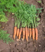 vegetables - like to eat vegetables