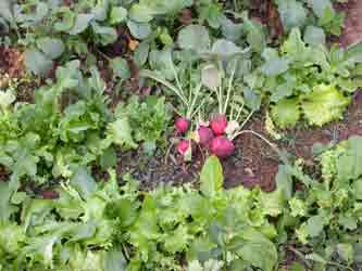 vegetables - like to eat vegetables