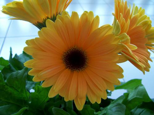 my daisy - This picture is taken just to see if I have the talent to take pictures.