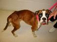 dog abuse - explaining about people abuses dogs
