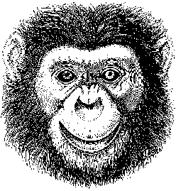 an ape - evolution from ape to man