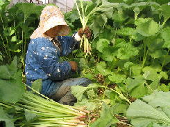 vegetables - like to eat vegetables