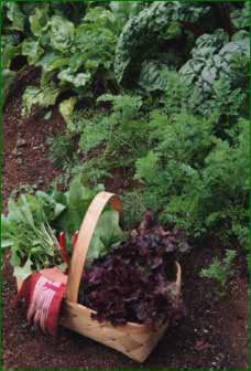 vegetables - like to eat vegetables