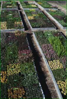 vegetables - like to eat vegetables