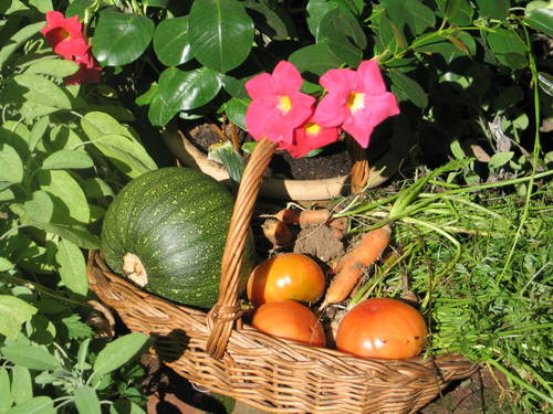 vegetables - like to eat vegetables
