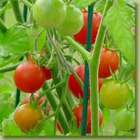 vegetables - like to eat vegetables