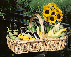 vegetables - like to eat vegetables