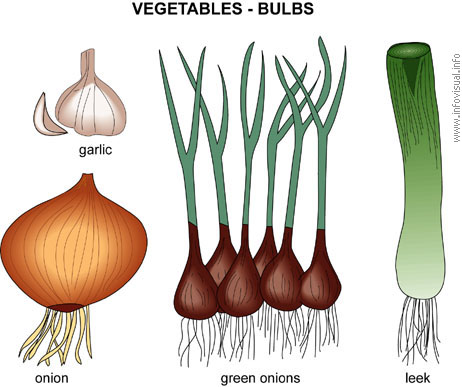 vegetables - like to eat vegetables