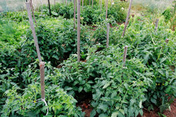 vegetables - like to eat vegetables