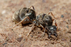 Ants - Ants are social insects that belong to the same order as the wasps and bees. They are of particular interest because of their highly organized colonies or nests which sometimes consist of millions of individuals. 