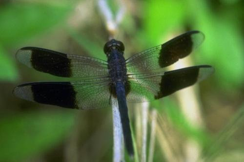 flys - beauty
