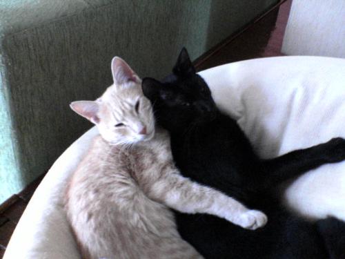 Cats - Honey and Max sleeping together