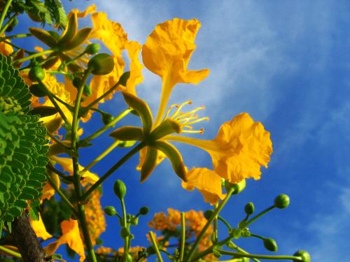 Flowers from Trinidad & Tobago - Taken in Trinidad & Tobago with my Canon A80 early one morning in the carpark of my office.