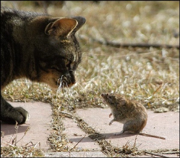 Cat and Mouse - A picture of a cat and mouse trying to stare each other down.