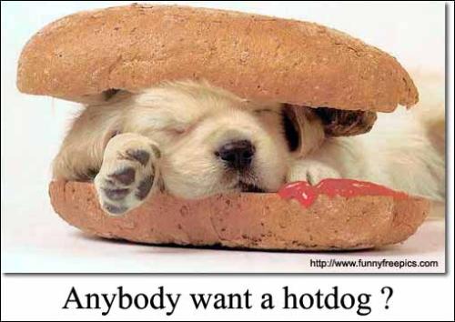 hot dog - anybody want a hot dog???
