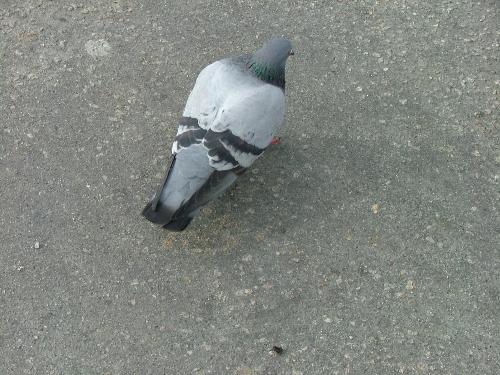 bird - bird