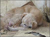 an abandoned dog! - just an example how unfeeling some so called 'animal lovers' really r!!!