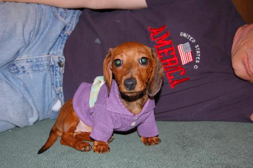 click to enlarge - Our new mini dachshund...little Lilly!
