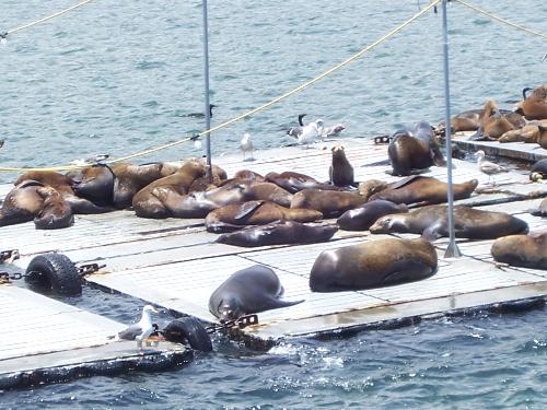sea lions - sea lions