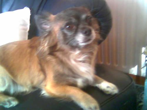 Gizzi - This is our dog which we saved from the kennels, he has been badly treated in the past we are not sure what happened to him but we know something did, he is a loving dog we love him to bits