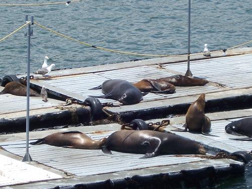 sea lions - sea lions