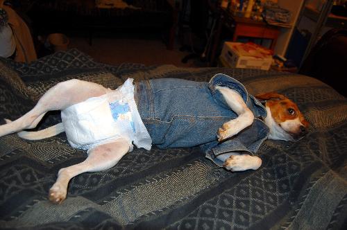 click to enlarge - This is my dog KC in diapers because she is in heat