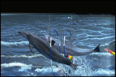 water animals - these are awesome to see