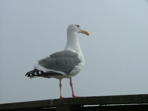bird - bird