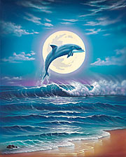 more dolphins - more dolphins
