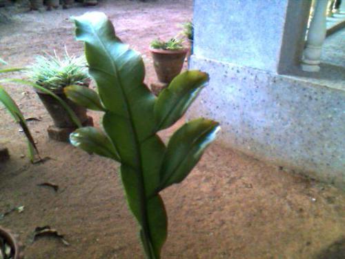 leaf - leaf of a garden plant