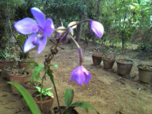 Orchid - A small Bunch of lilac orchid