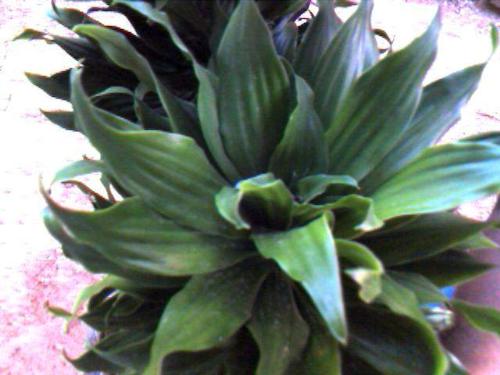 green leaf - green leaf, natural plant