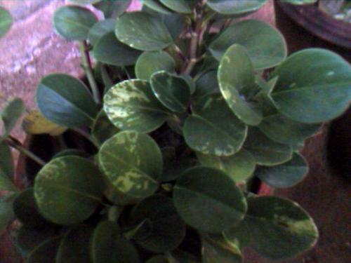 leaf, parti-coloured - green and cream leaf, garden plant.