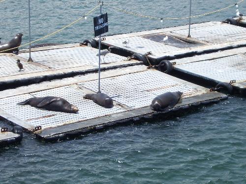 sea lion - sea lion