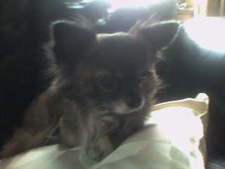 my baby - my baby dog love him to bits and miss him as well as my mum