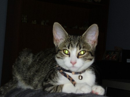 lily - lily - my baby kitten