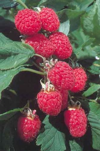 Raspberries - Raspberries on the bush
