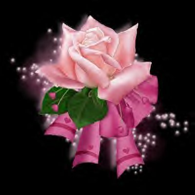 For Love, Remembrance - Beautiful Pink rose.