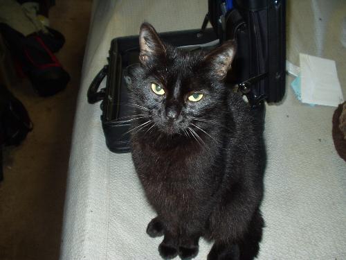 My Kitty Salem - This is my little black kitty Salem.