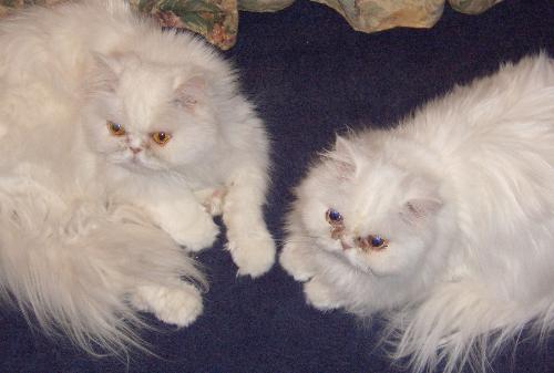 Cerry & Mira - Some Of my Cats