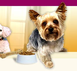 dogs i love - cutie aren't they