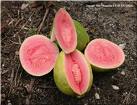 Guava Fruit - another Guava fruit