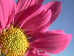 flower - close up of a pink daisy or sunflower