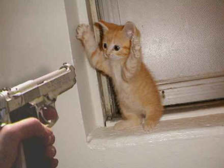 Intruder Captured! - Caught this little terrorist sneaking into the house through an inadvertently left-open window. He was no doubt bent on committing mayhem!