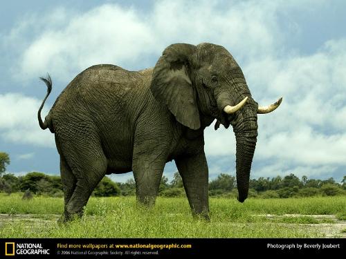 elephant - the one nd only elephant!!!
