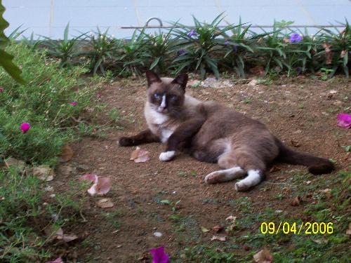 My beloved cat Chiepee - Photo is taken on christmas day year 2005. My cat Chiepee on my front yard garden.