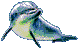 dolphin - the dolphin