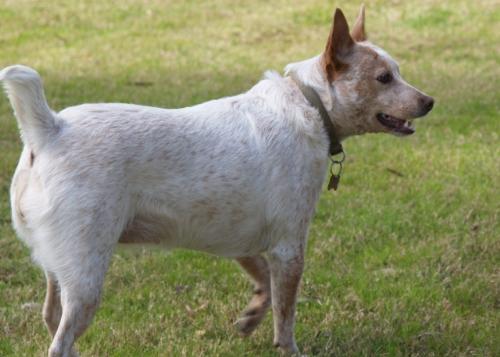 Allie, Australian Red Cattle Dog - Photo ends at the end of the tail.