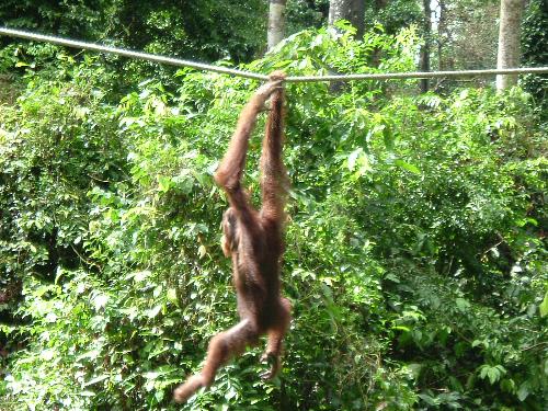 Orangutan - We went to see these in Borneo Malaysia in the sepilok national reserve it was fantastic